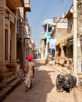 Man in the Street Pushkar