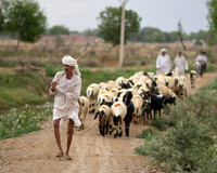 The Goatherd near Sikri City