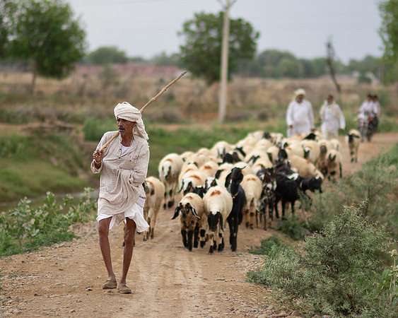 The Goatherd near Sikri City