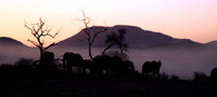 Elephant Sunset Madikwe RSA