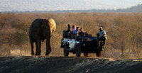 Game Drive Madikwe RSA