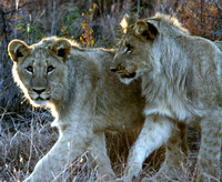 Tchaba Cubs Madikwe RSA