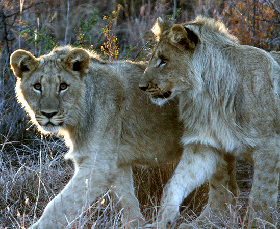 Tchaba Cubs Madikwe RSA