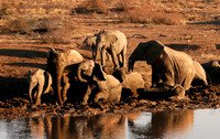 Elephant Bath Madikwe RSA