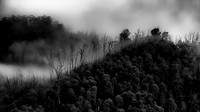 Cabramurra Forest