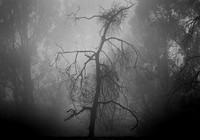 Pound Creek Trees