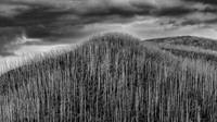 Alpine Ash Trees