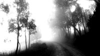 Dog Tree Road