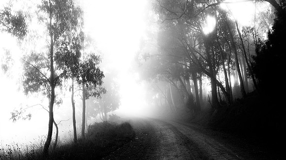 Dog Tree Road