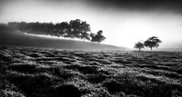 Mist Through Trees
