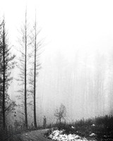 Poison Flats Trees