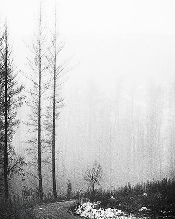 Poison Flats Trees