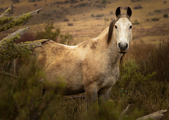 Wild Stallion of Tantangara