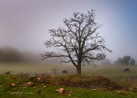 Near Adelong
