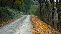 The-Track-to-Mannus-Lake