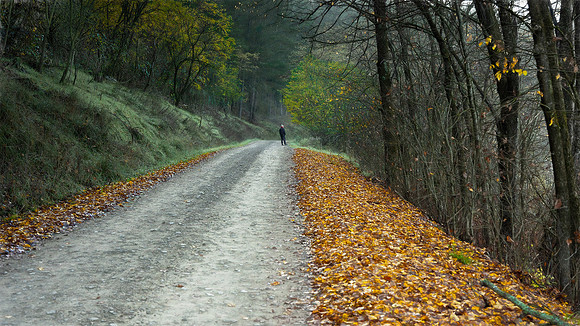 The-Track-to-Mannus-Lake