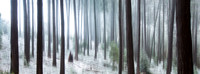 Sugarpine-Forest-Series-01