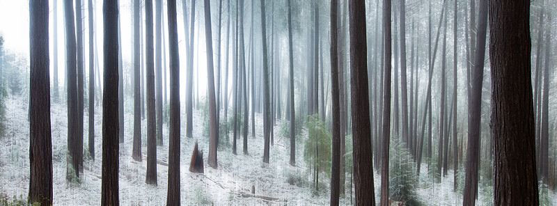 Sugarpine-Forest-Series-01