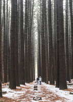 Sugarpine-Forest-Series-02