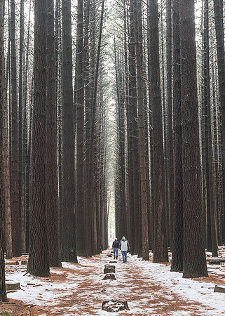 Sugarpine-Forest-Series-02