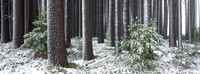 Sugarpine-Forest-Series-05