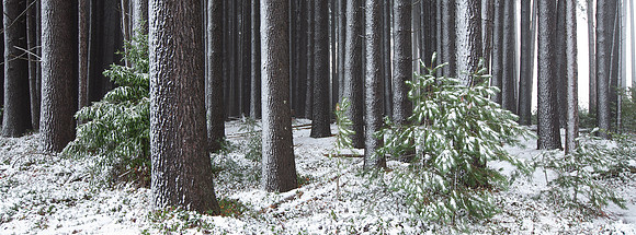 Sugarpine-Forest-Series-05