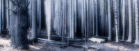 Death-of-a-Forest