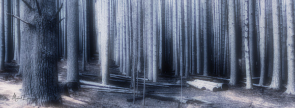 Death-of-a-Forest