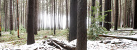 Sugarpine Forest Series