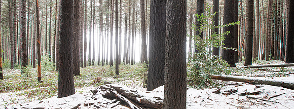 Sugarpine-Forest-Series-04