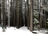 Sugarpine-Forest-Series-03