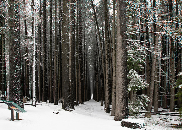 Sugarpine-Forest-Series-03