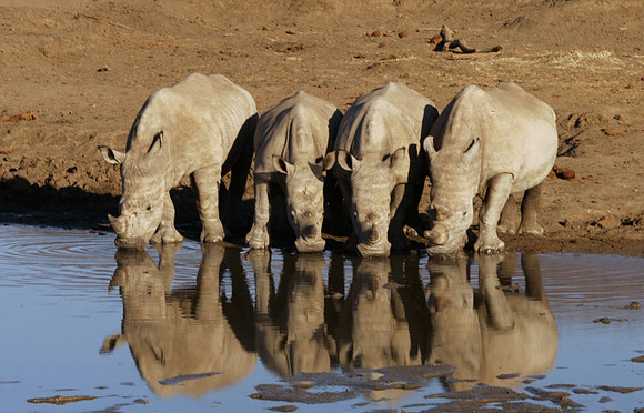 Four Rhinos Madikwe RSA