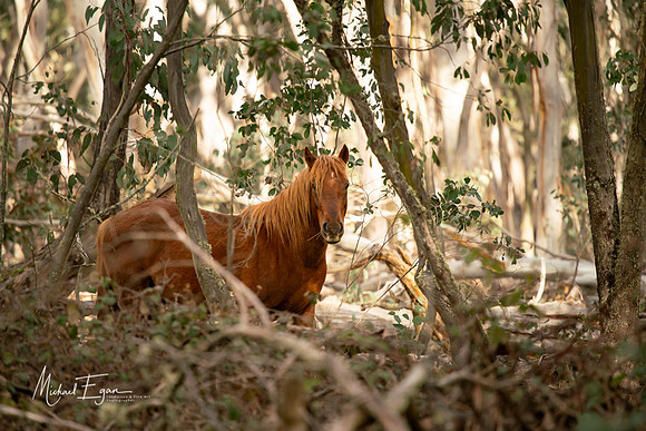 Brumby 02