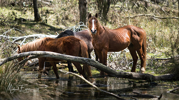 Brumbys at the Waterhole