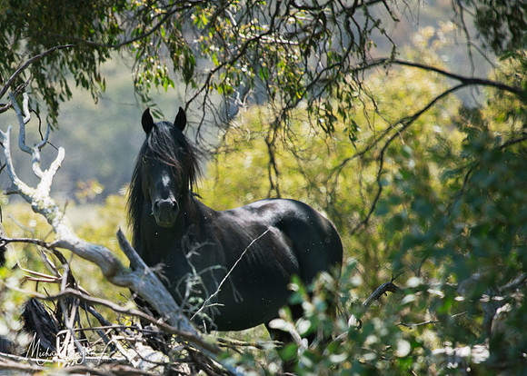 Brumby 01