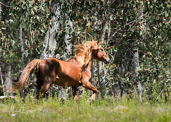 Brumby 03