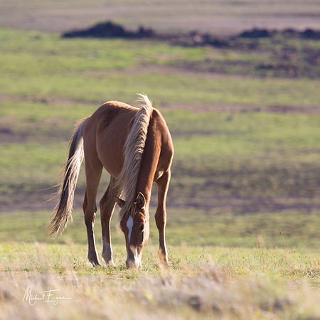 Long Plain Beauty