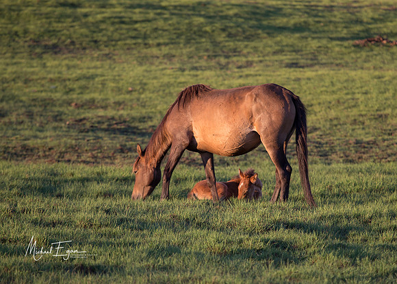 Foal at Foot