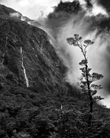 Lone Tree Milford Road NZ