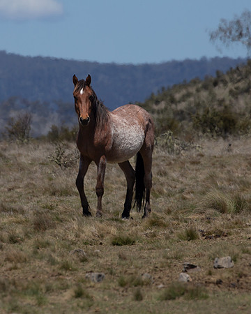 Long Plain Roan