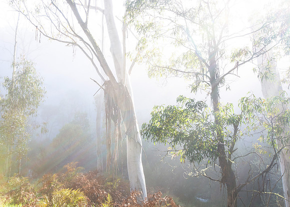 Eight Mile Rainforest