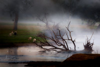 Cattle on the Mitta River
