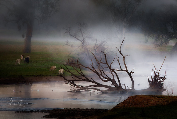 Cattle on the Mitta River