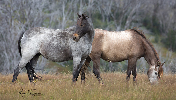 Sellwyn Brumbies