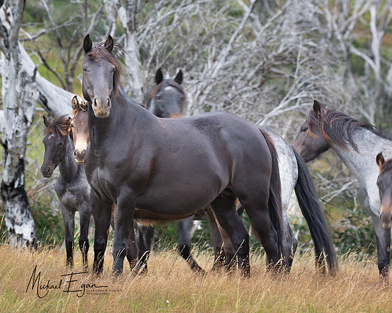 Sellwyn Brumbies II
